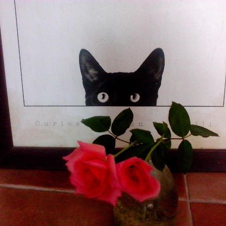 Fishforcats B&B Wujie Esterno foto